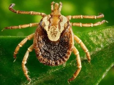 Febre maculosa: Campinas confirma duas mortes e intensifica alerta para prevenção