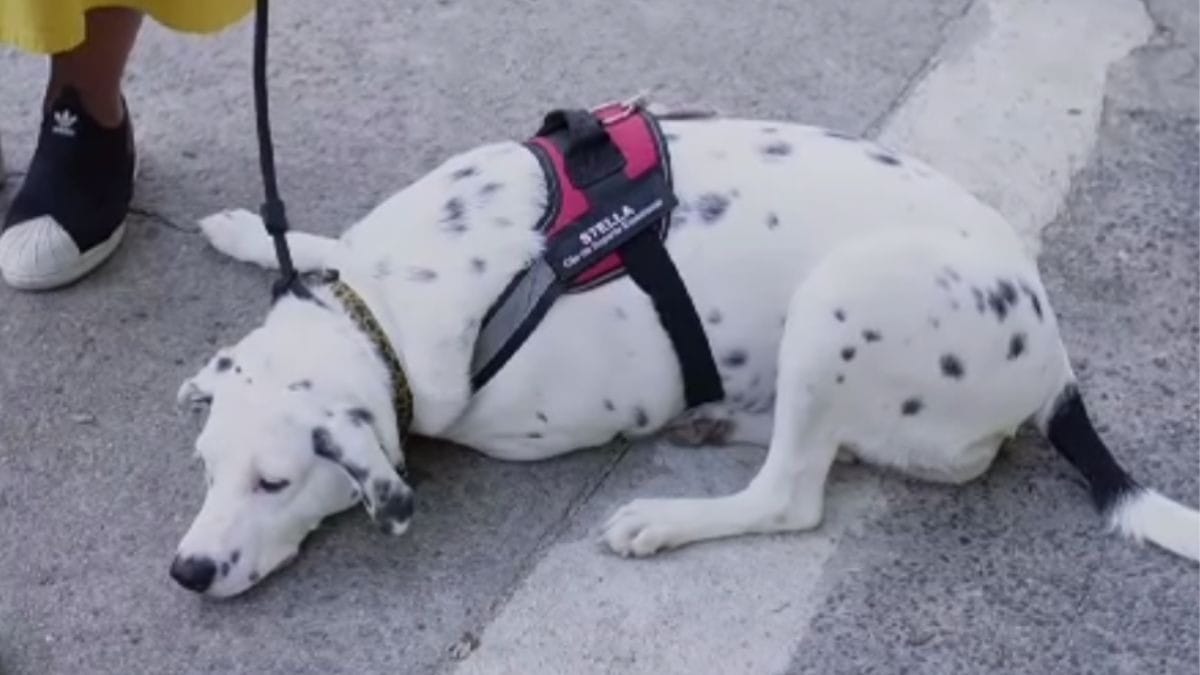 Entenda como cães auxiliam no tratamento contra depressão e ansiedade