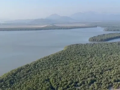 COP30: Pacto global para proteger manguezais tem adesão de 46 governos