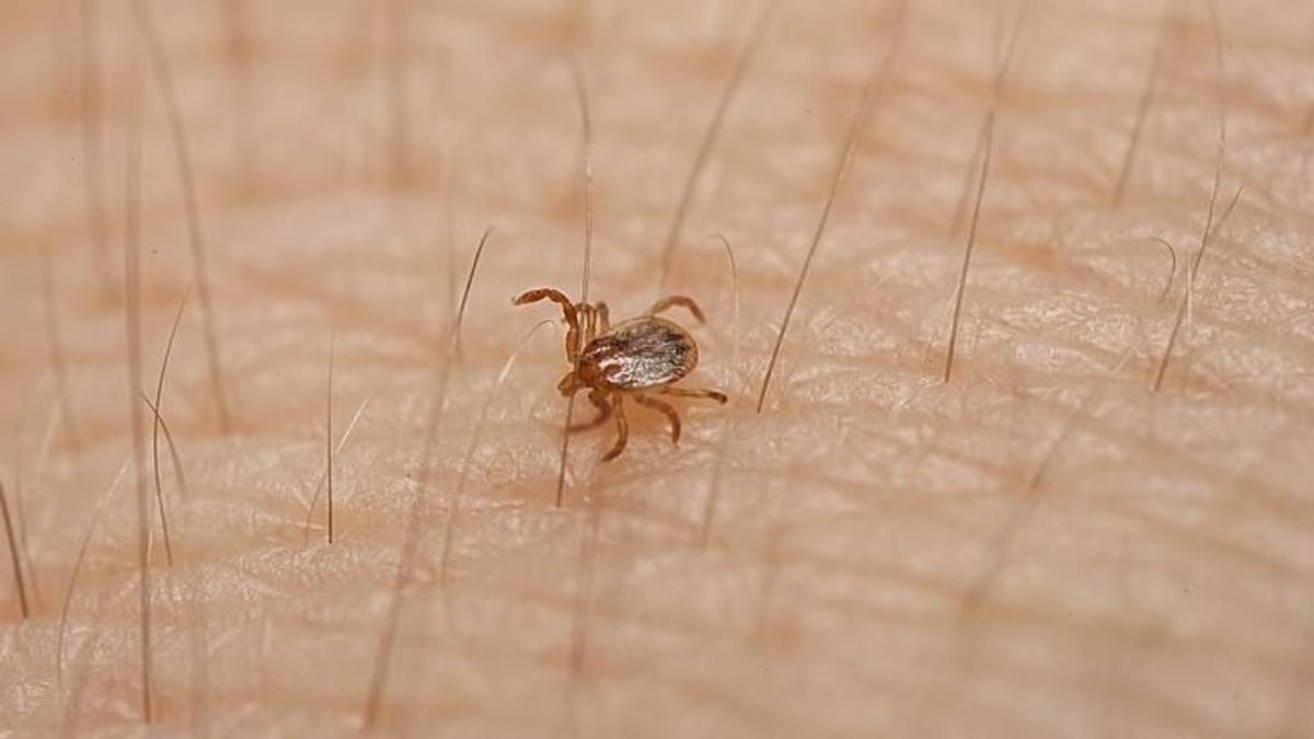 Febre maculosa: frio aumenta a proliferação de carrapatos