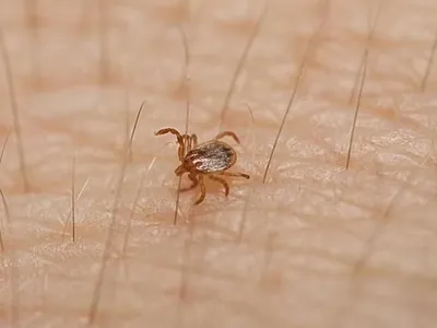 Febre maculosa: frio aumenta a proliferação de carrapatos