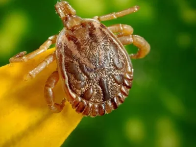 Valinhos registra primeira morte por febre maculosa em 2026