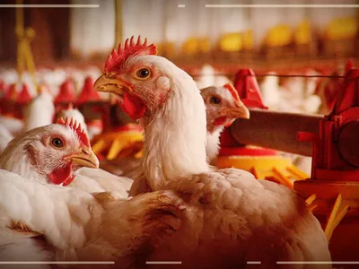 Ministério da Agricultura se corrige e diz que 16 países retomam compra de frango brasileiro