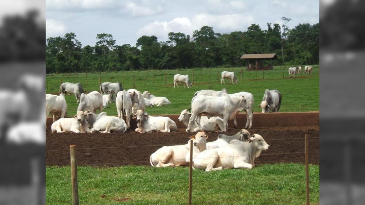 Brasil aprova protocolo para exportação de gado livre de antimicrobianos