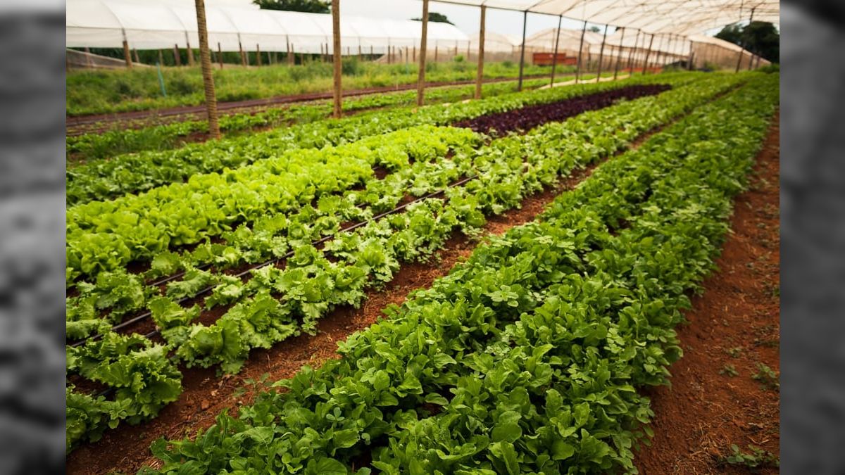 Calor extremo ameaça produção global de alimentos e produtividade agrícola