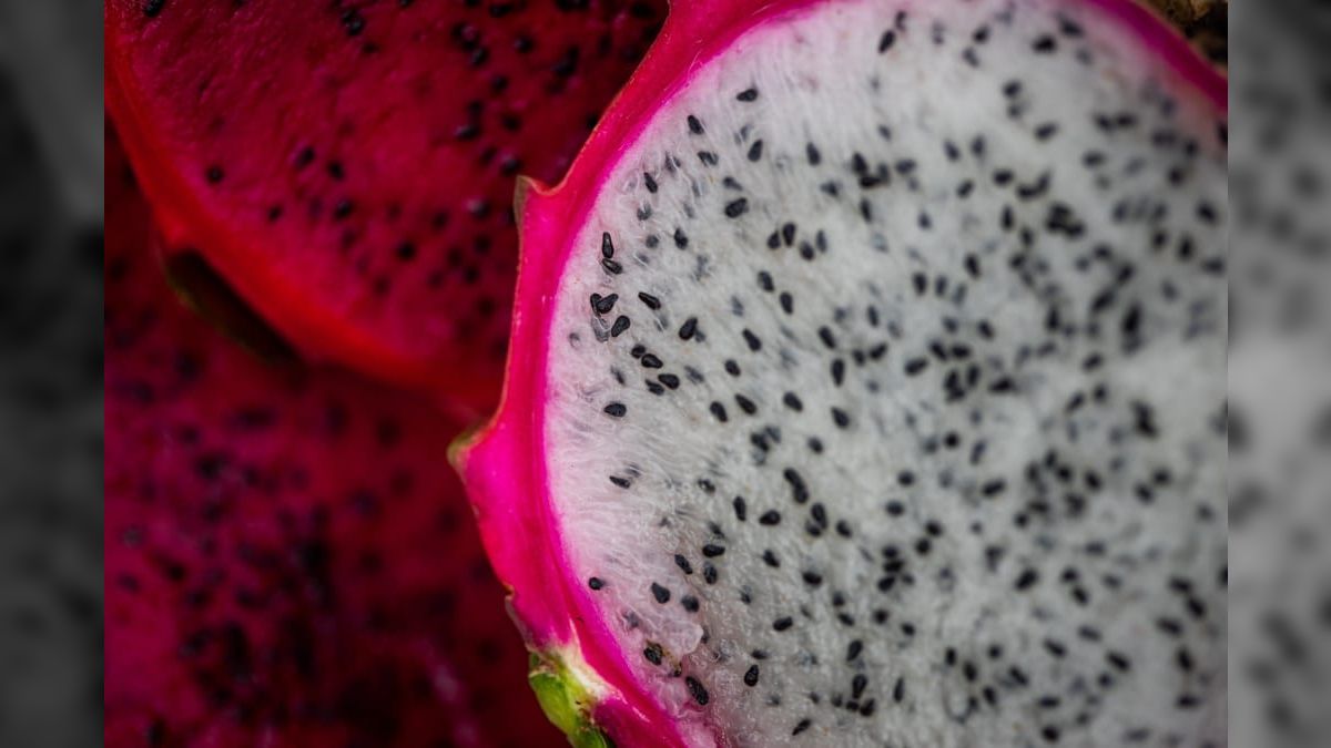 Agricultores do oeste da Bahia investem na plantação de pitaya