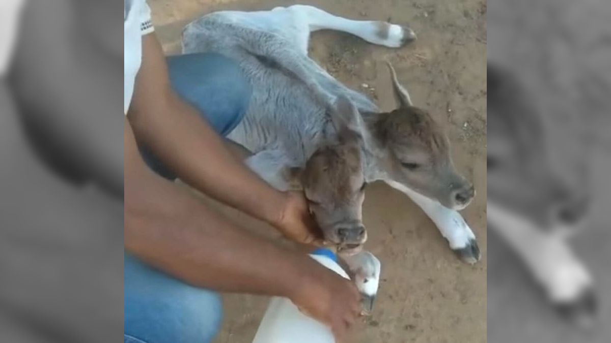 Bezerro nasce com duas cabeças na Bahia: entenda o que é a policefalia