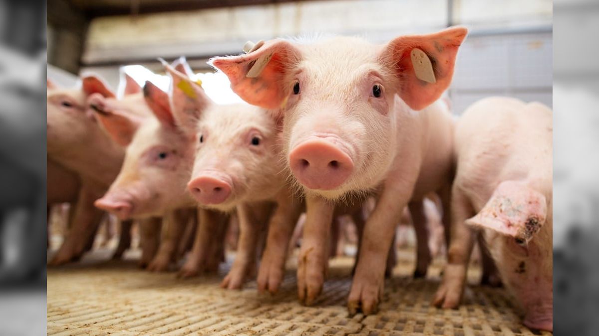 Países asiáticos provocam disparada nas exportações brasileiras de carne suína