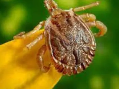 Campinas registra 1ª morte por febre maculosa em 2024