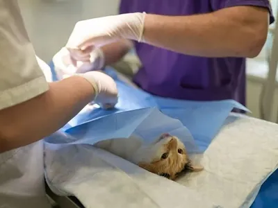Jardim Florence e Barão Geraldo recebem Consultório Veterinário Móvel
