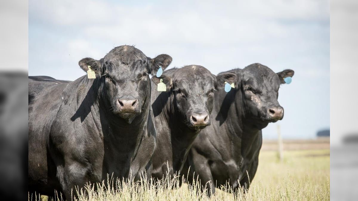 Acordo Mercosul-UE deve elevar exportação de carne bovina entre 5% e 7%