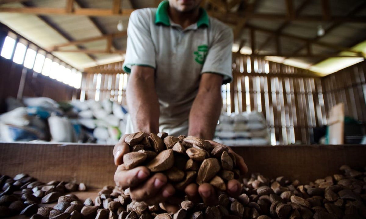 Brasil poderá exportar castanha para Costa Rica, mas produto está em falta
