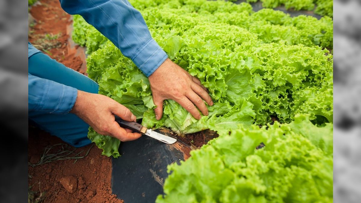 Hortas urbanas driblam a insegurança alimentar e impulsionam o agro