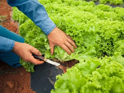 Mapa institui Sistema Nacional de Certificação Fitossanitária de Origem