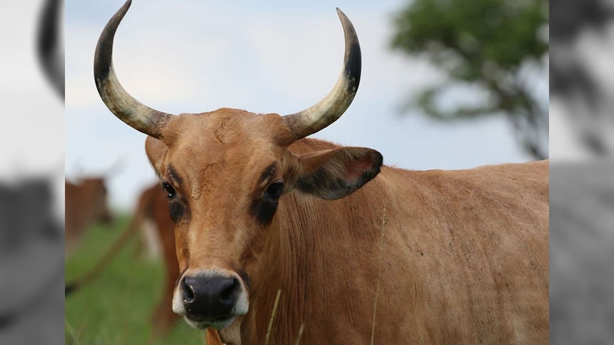 Brasil amplia comércio de produtos do agro na Ásia