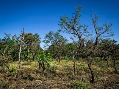 COP30: legislação ambiental brasileira é a mais rigorosa do mundo