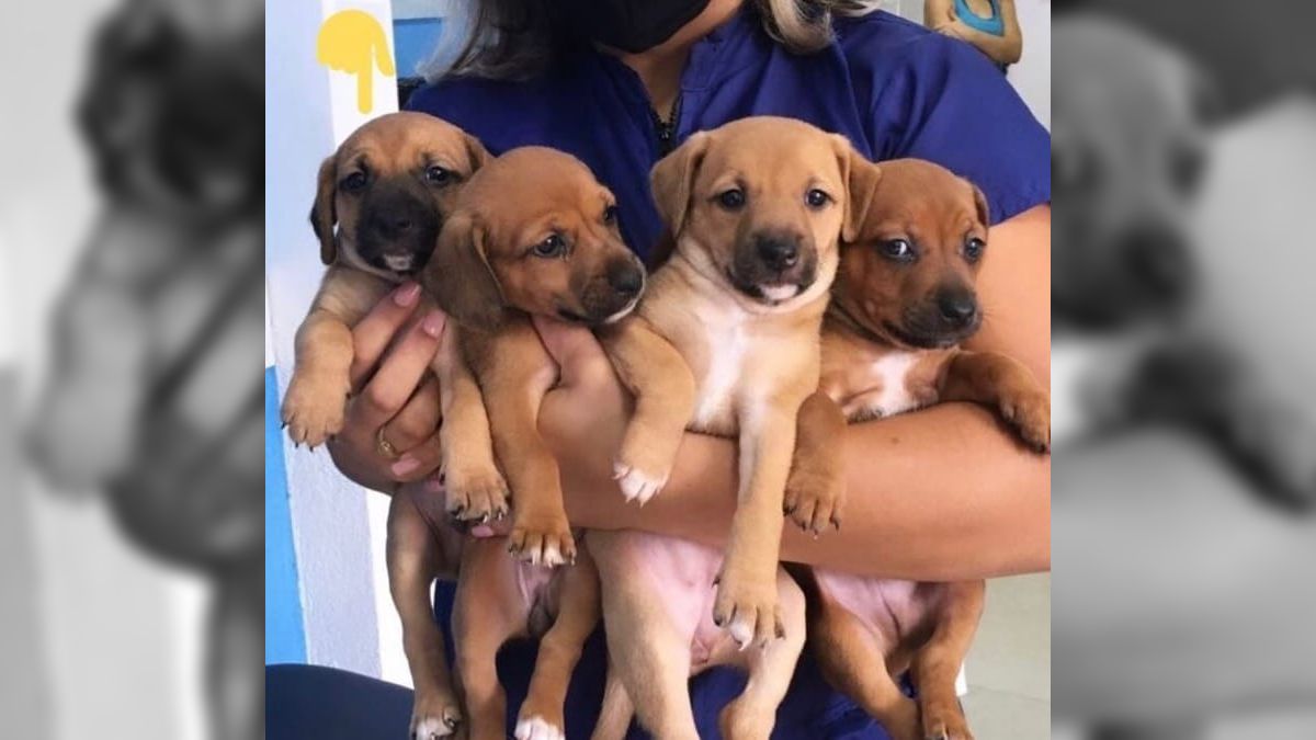 Violência contra pets pode se tornar crime hediondo com prisão permanente
