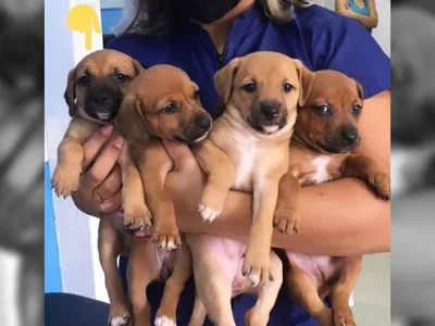 Denúncias de maus-tratos a animais em SP disparam em 2025
