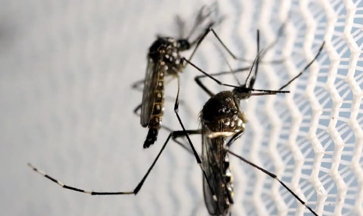 Mônica Bergamo: Butantan recebe autorização da Anvisa para vacina contra chikungunya