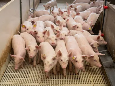 RS: suinocultores integrados estimam perdas de R$ 80 milhões