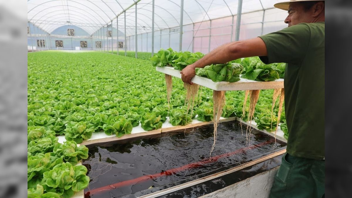 Agro Band: cultivo hidropônico acelera o crescimento de hortaliças; assista a reportagem
