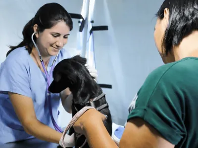 Limeira oferece mutirão de castração de animais gratuita