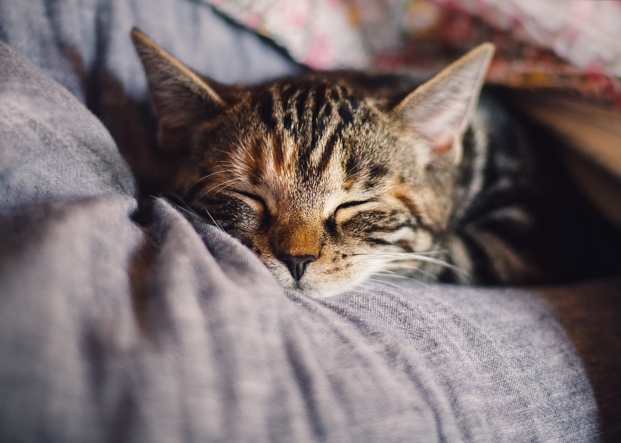 Felinos idosos: 70% dos gatos acima dos 8 anos podem apresentar osteoartrite (Foto: Pixabay)