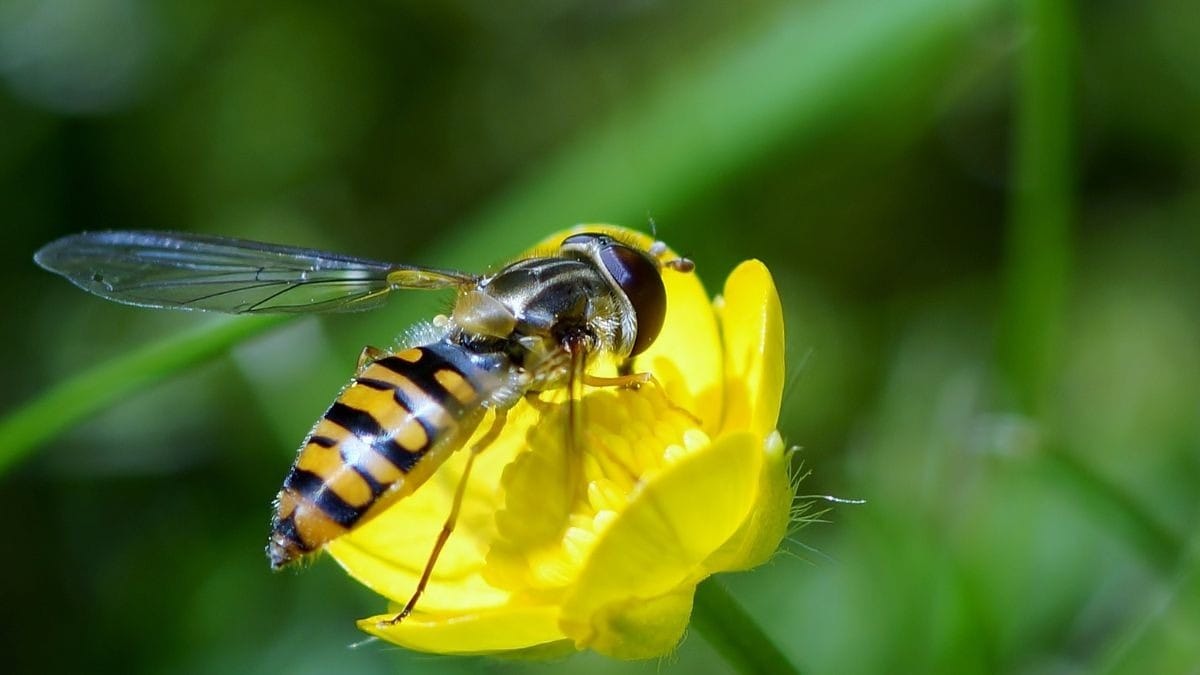 Aquecimento global pode provocar extinção de insetos, afirma estudo