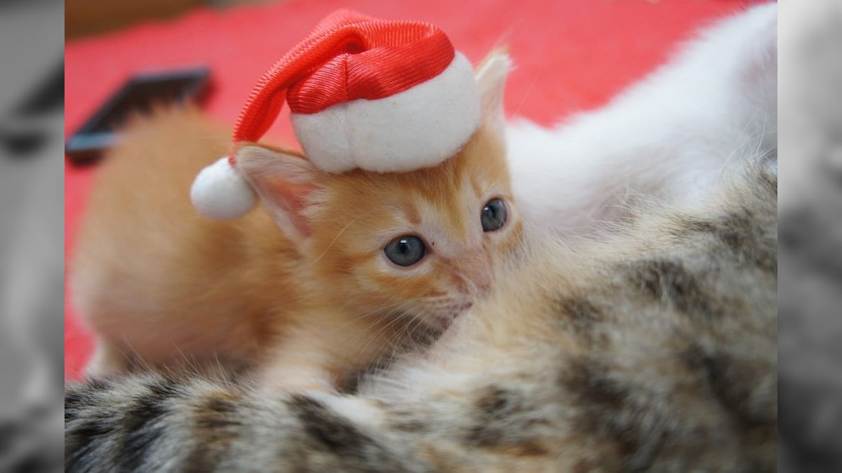 Adote um Gatinho mistura amor aos bichanos e itens temáticos em bazar de Natal