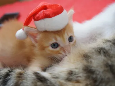 Adote um Gatinho mistura amor aos bichanos e itens temáticos em bazar de Natal