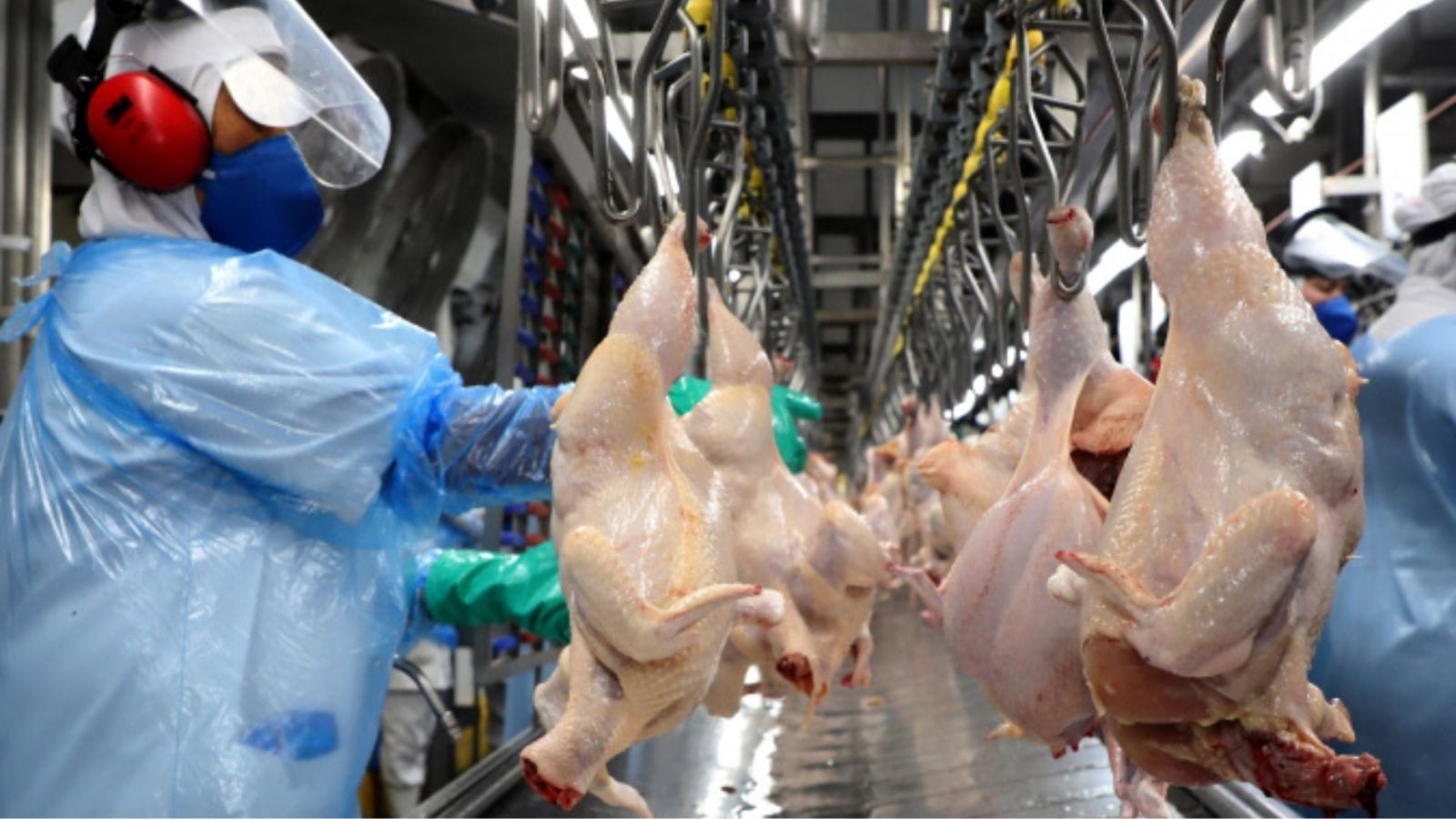 Malásia suspende importação de produtos avícolas de todo Brasil após gripe aviária