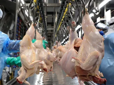 Exportações de carne de frango aumentam 0,5% no 1º semestre do ano, aponta ABPA
