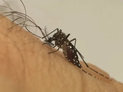 SP inicia vacinação com dose única do Butantan contra a dengue