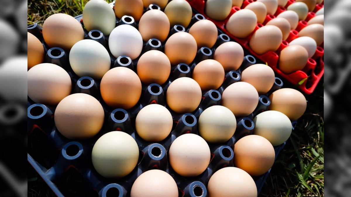 Galinhas produzem 1700 ovos por segundo no Brasil e brasileiro come 269 ovos por ano
