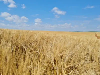 Cotações do trigo sobem no Brasil com baixa oferta no mercado spot