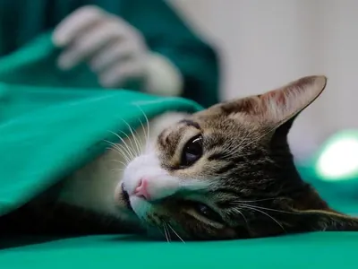 Americana realiza castrações gratuitas para cães e gatos neste domingo (1º)