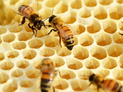 Criação de abelhas sem ferrão cresce no interior de SP; entenda