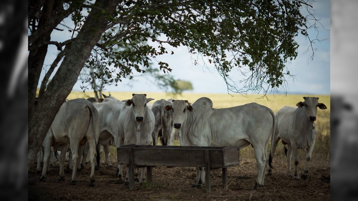 Preços da carne bovina vão continuar em alta em 2025; entenda