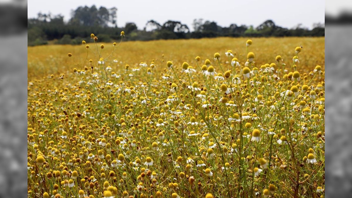 Camomila no Cerrado: produtores do DF adaptam cultivo da planta medicinal