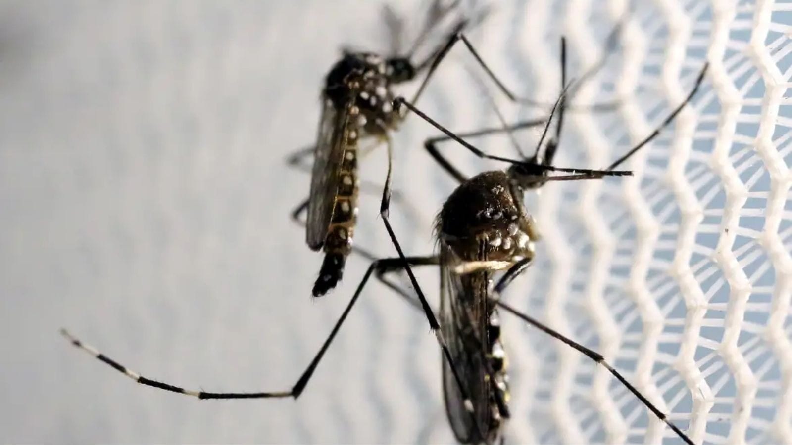 Infecções por Aedes aegypti elevam risco de complicações no parto