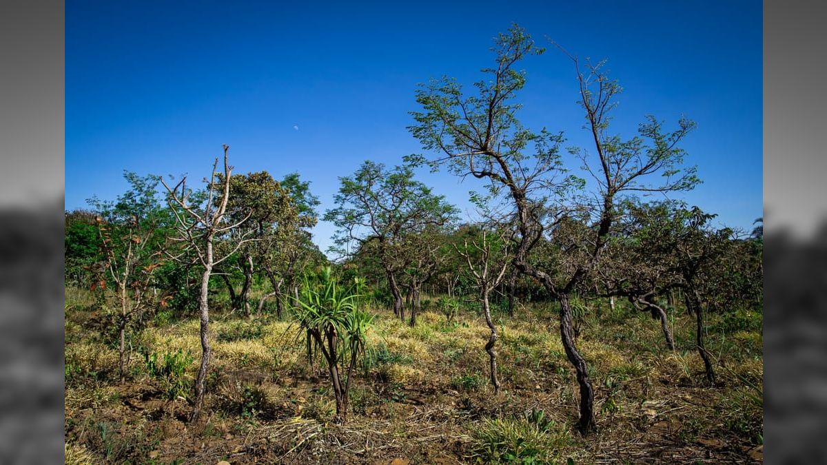 Cerrado perde 1,1 milhão de hectares e supera desmatamento da Amazônia