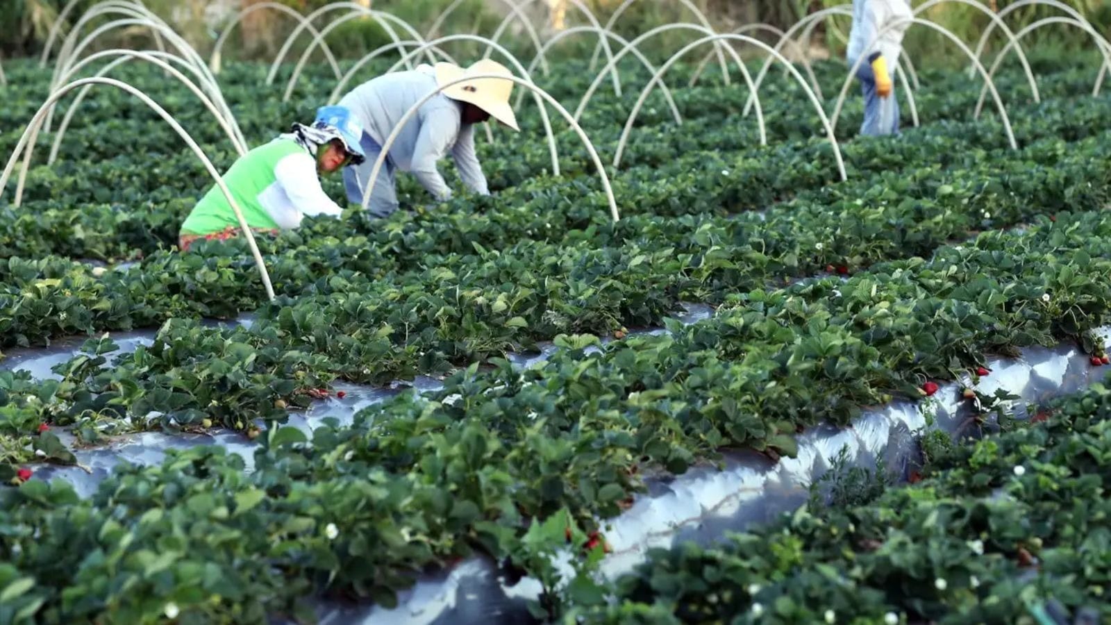 Agronegócio deve registrar novos recordes em 2026; veja as perspectivas 1