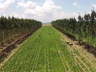 Embrapa cria plataforma com métricas de carbono adaptadas às condições tropicais