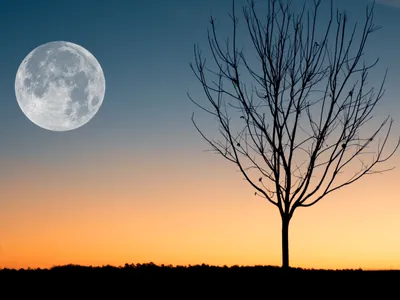 Quando será a próxima Lua cheia? Veja datas em fevereiro e março de 2024