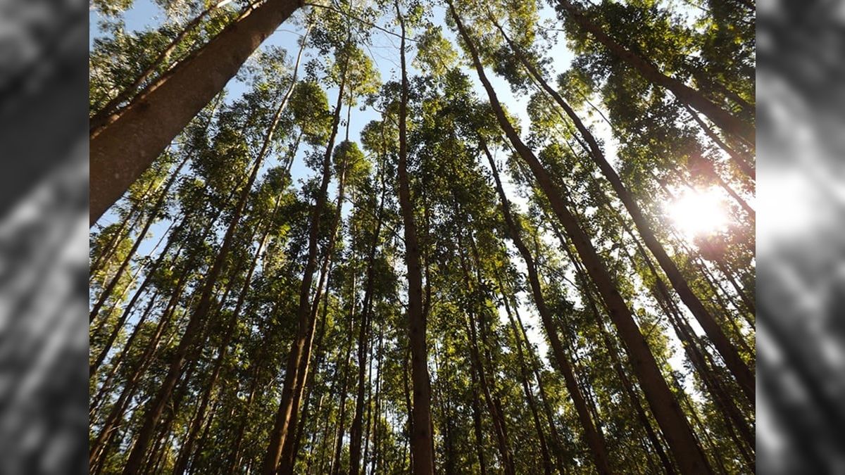 Eucalipto armazena 674 toneladas de carbono por hectare, aponta Embrapa