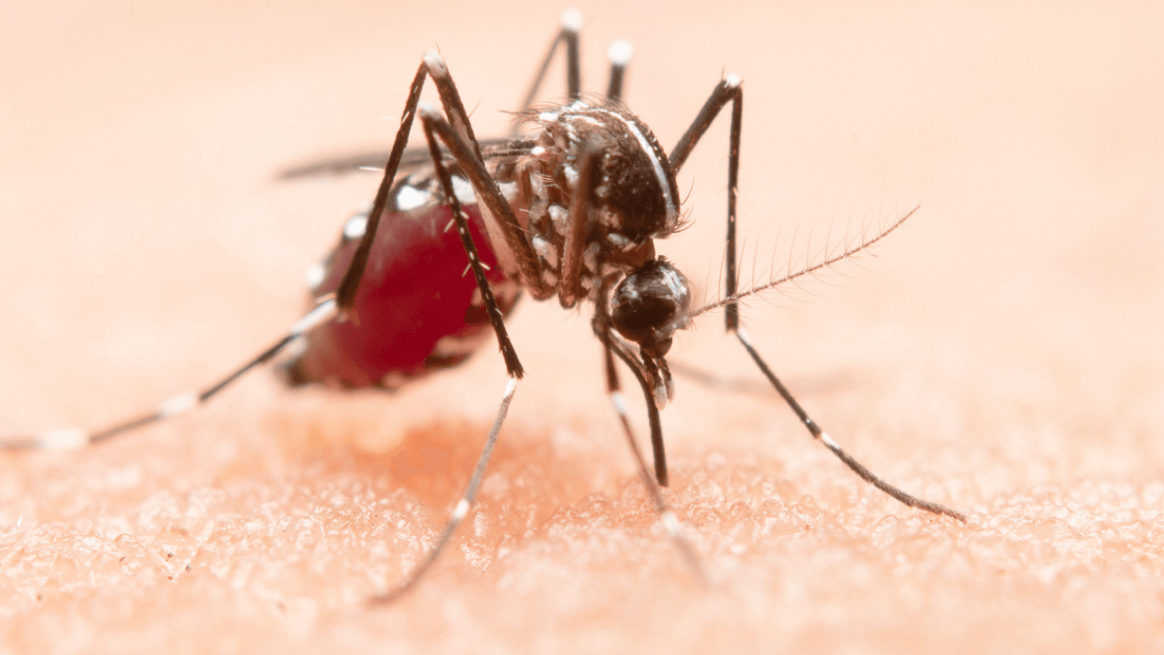 Aprovação à suspensão: a trajetória da vacina Butantan-DV contra a dengue