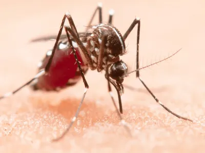 Campinas emite alerta de dengue para 24 bairros; veja quais