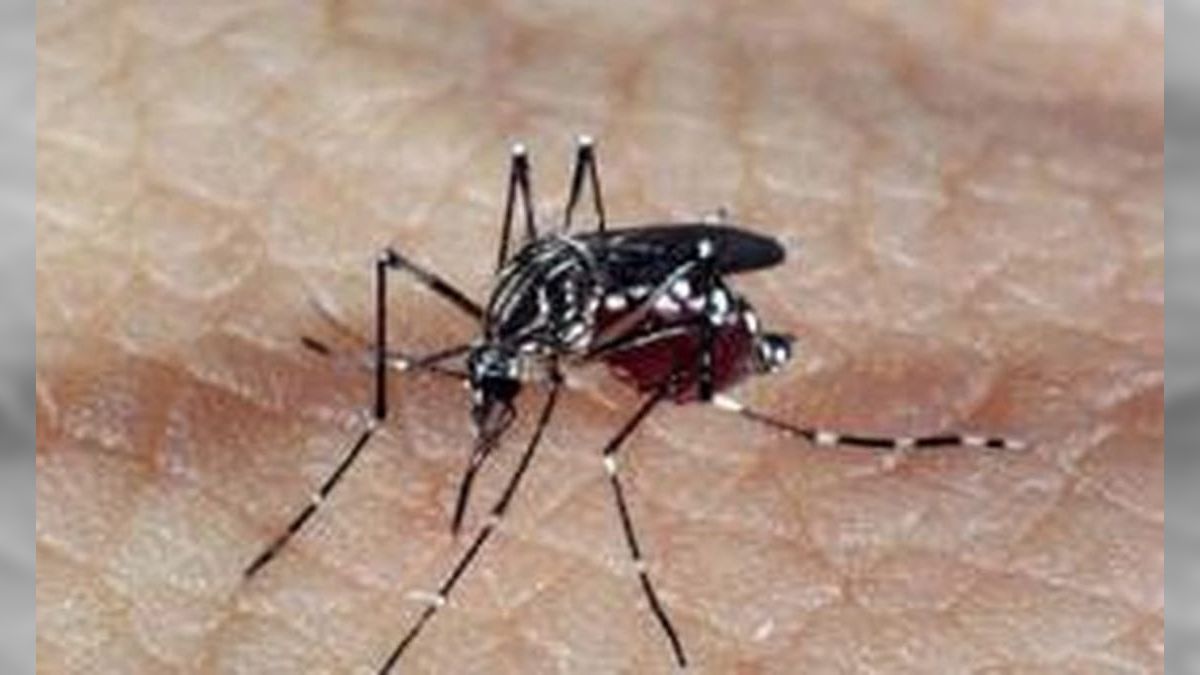 Vacinação contra dengue em Guarulhos e outras cidades de SP começa nesta 3ª (20)