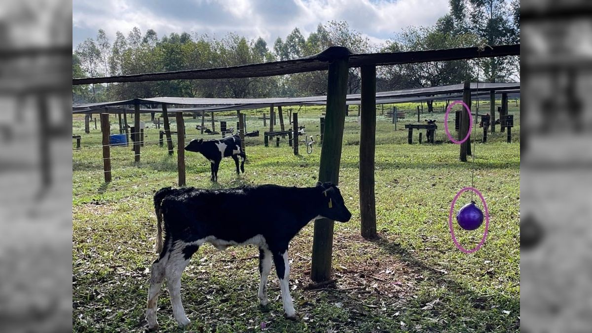 Brinquedos no pasto podem reduzir estresse em bezerros