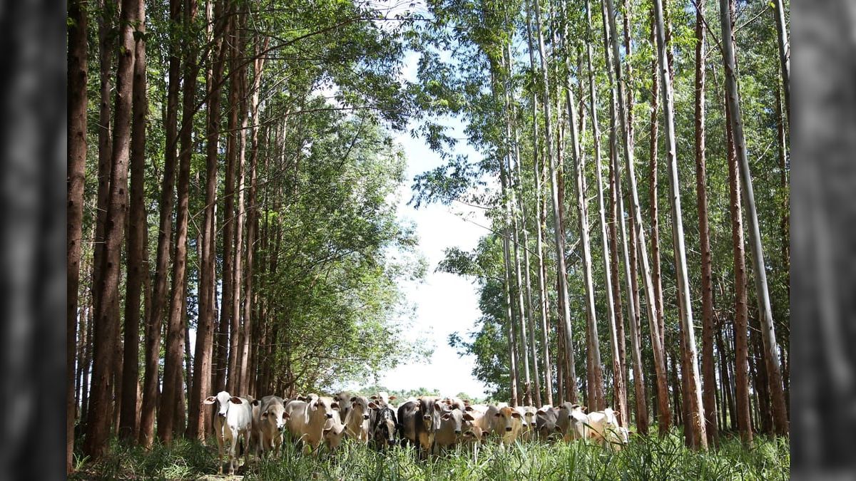 G20: sustentabilidade está entre as prioridades do GT da Agricultura